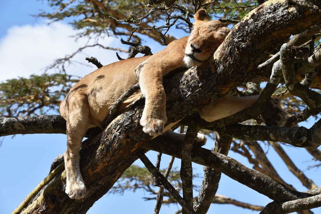 lion asleep in tree