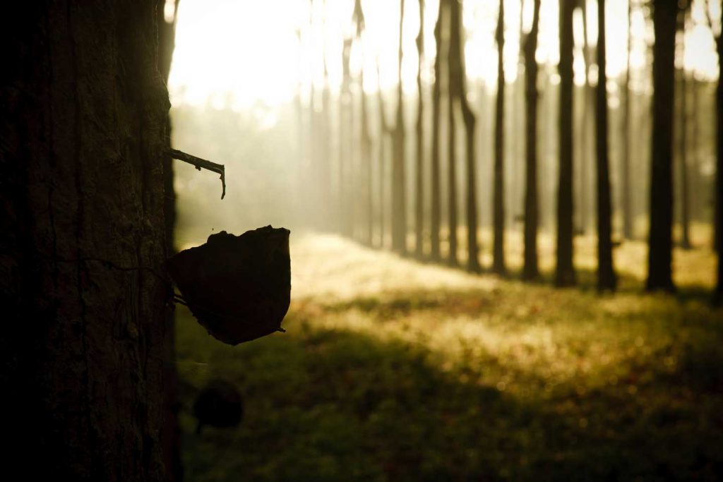 rubber tree being tapped dawn