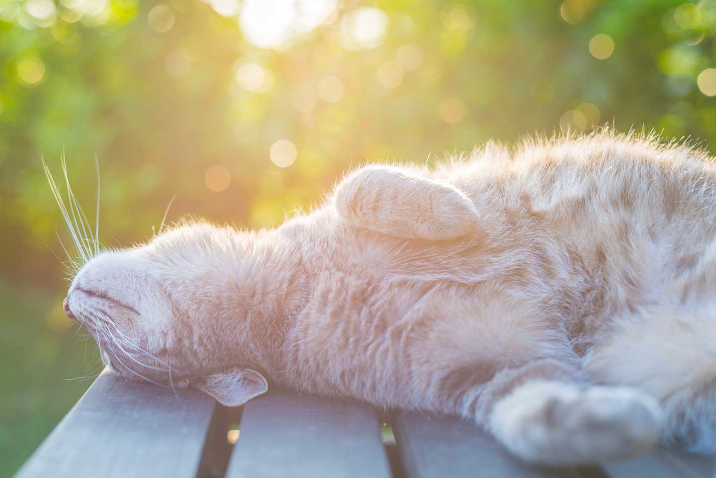 cat napping in sun