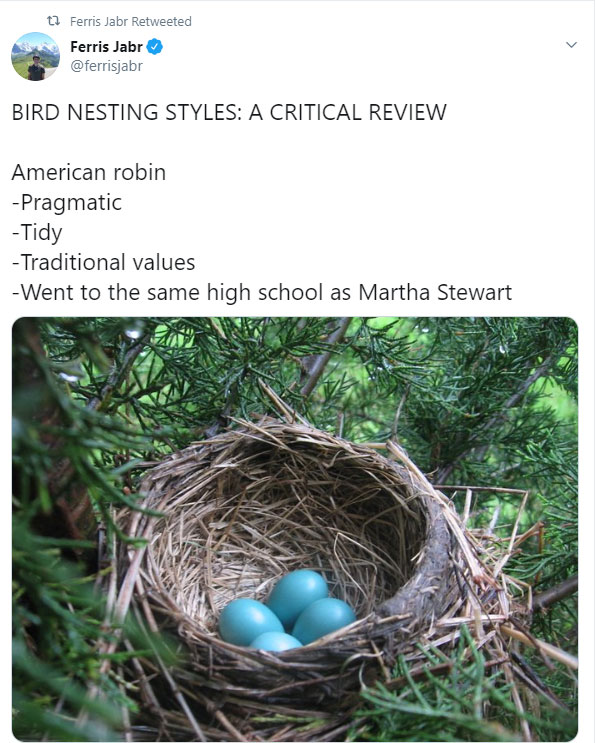 American robin nest